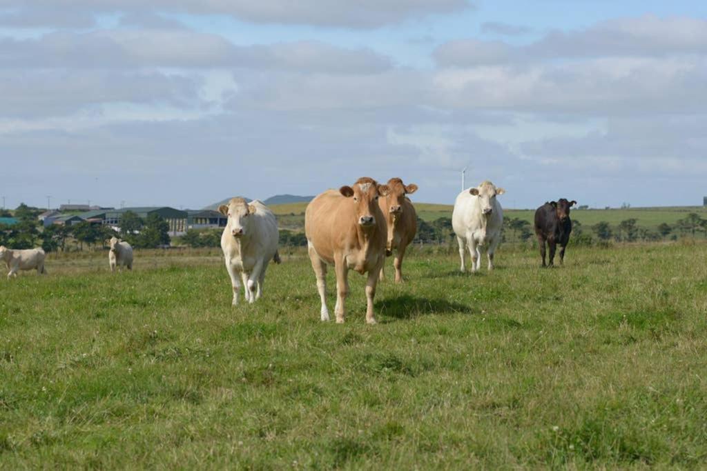 Knightsward Farm Near St Andrews, Scotland Villa Anstruther Exterior photo